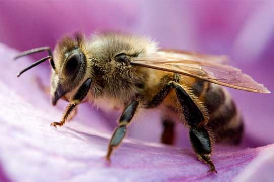 bee2