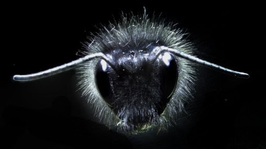 BEE3